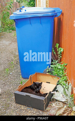 Blue recycling bin with a cat in a cardboard box in a back alley in Norwich, Norfolk, England, United Kingdom, Europe. Stock Photo