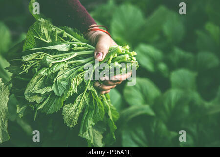 women picking fresh salad from vegetable garden Stock Photo