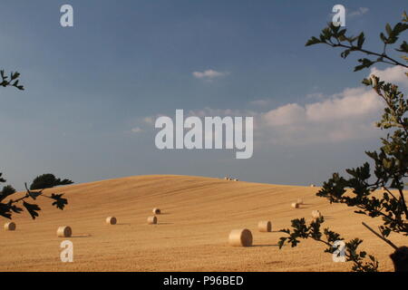 Round bales of hay in rural field in summer in England West Yorkshire, Britain UK Stock Photo