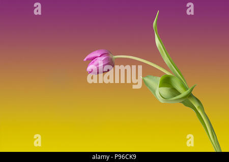 Single isolated pink tulip on pink and yellow background. Gives an impression of someone greeting another person, or bowing out of courtesy Stock Photo