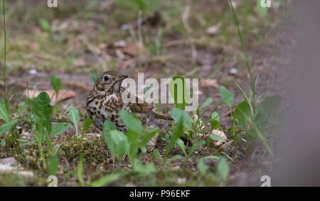 Adult Song Thrush (Turdus philomelos) seeking food closeup in grass, Poland, Europeg Stock Photo