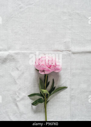 peony flower on white tablecloth Stock Photo