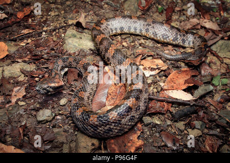 taiwan mountain pit viper Ovophis makazayazaya monticola Stock Photo