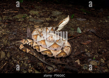 Deinagkistrodon acutus hundred pacer sharp-nosed viper, chinese mocassin Stock Photo