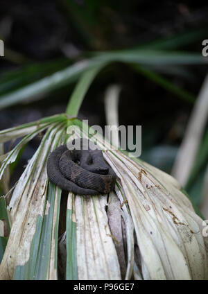 Juvenile cottonmouth (Agkistrodon piscivorus), also known as a water moccasin Stock Photo