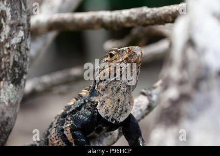 A black spiny-tailed iguana found in Manuel Antonio, Costa Rica. Stock Photo