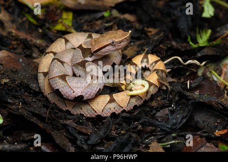 Deinagkistrodon acutus hundred pacer sharp-nosed viper, chinese mocassin Stock Photo