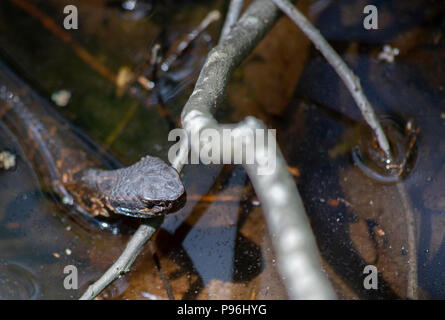 Cottonmouth (Agkistrodon piscivorus), also known as a water moccasin Stock Photo