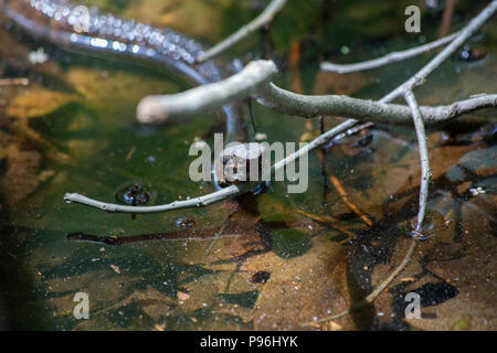 Cottonmouth (Agkistrodon piscivorus), also known as a water moccasin Stock Photo