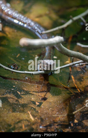 Cottonmouth (Agkistrodon piscivorus), also known as a water moccasin Stock Photo