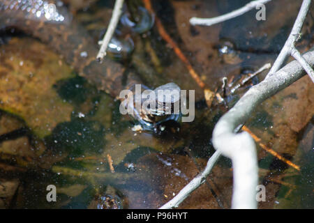 Cottonmouth (Agkistrodon piscivorus), also known as a water moccasin Stock Photo