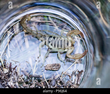 A small northern scorpion awaits release from a small jar. Stock Photo
