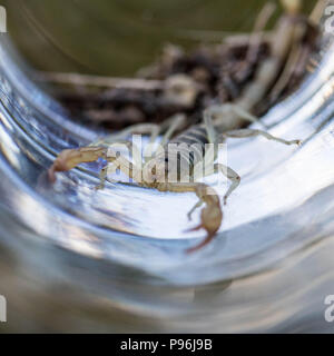 A small northern scorpion awaits release from a small jar. Stock Photo