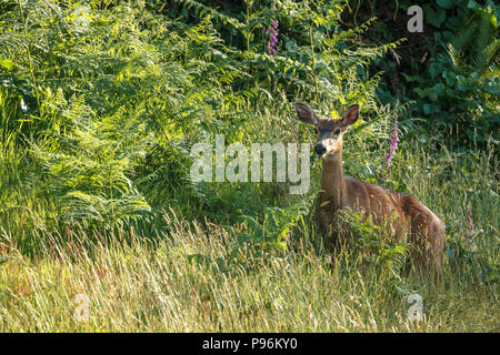 Black tailed deer, Odocoileus hemionus columbianus, grazing in a grassy are in Astoria, Oregon. Stock Photo