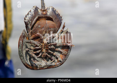 Horseshoe crab on the sea beach in Sundarbans, Banglaadesh Stock Photo