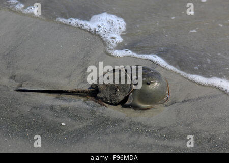 Horseshoe crab on the sea beach in Sundarbans, Banglaadesh Stock Photo