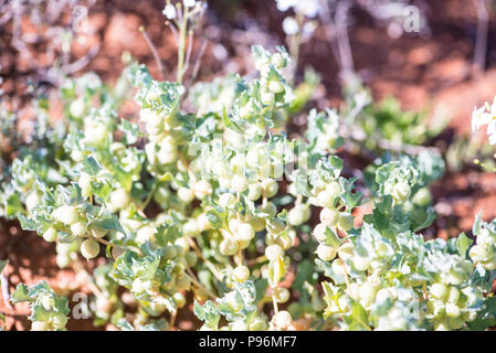 Saltbush, Australian outback Stock Photo