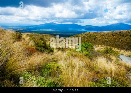 hiking the tongariro alpine crossing,grass on the  volcanic crater, footpath on volcano,new zealand Stock Photo