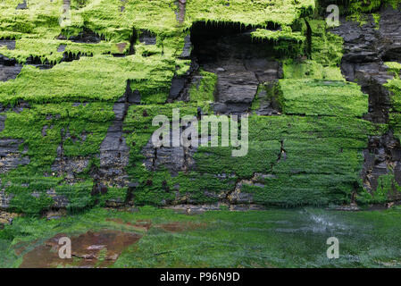 Wet green moss lichen covered black dark cliff rock wall with waterfall water falling splashing. Abstract background texture, foliose lichen bryophyta Stock Photo