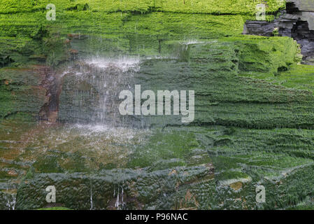 Wet green moss lichen covered black dark cliff rock wall with waterfall water falling splashing. Abstract background texture, foliose lichen bryophyta Stock Photo