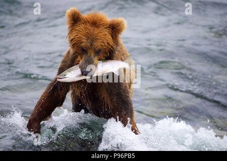 A grizzly bear catches a big salmon in Brooks Falls, Katmai, Alaska