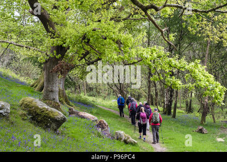 Ramblers group on a country walk hiking walking under bough of an Oak Tree in a Bluebell wood in spring. Bethesda, Gwynedd, Wales, UK, Britain Stock Photo