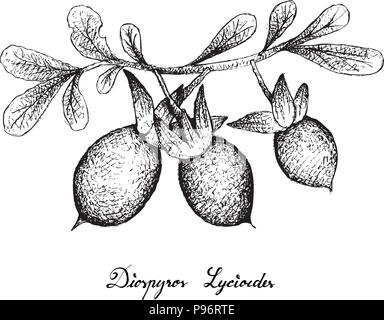 Exotic Fruit, Illustration of Hand Drawn Sketch Diospyros Lycioides Fruit with Green Leaves on Tree Branch Isolated on White Background. Stock Vector