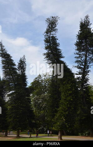 Bandy trees in national park, Sri Lanka