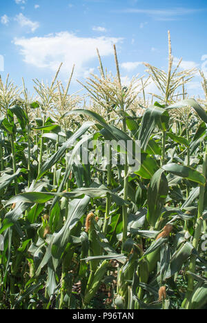 Corn Growing in Field Stock Photo