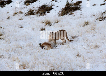 Wild female Patagonian Puma standing next to carcass of Guanaco it has just killed Stock Photo