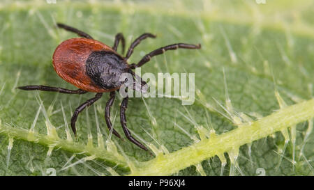 Close-up of big deer tick on nettle leaf. Ixodes ricinus. Urtica dioica. Dangerous infectious parasite on green stinging plant with defensive hairs. Stock Photo