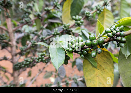 Coffee growing on plantation, Paksong, Laos Stock Photo