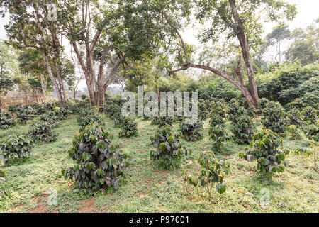 Young coffee bushes on plantation, Paksong, Laos Stock Photo