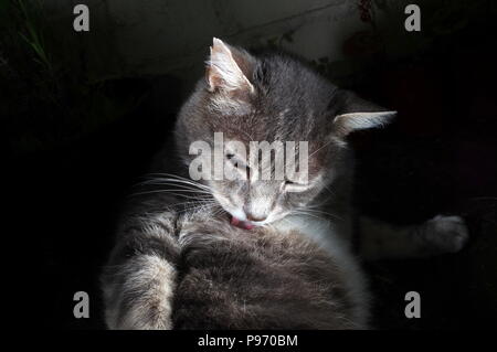 Tabby cat licking fur at night Stock Photo - Alamy