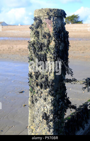 East Preston, UK. Seaweed covered timber groyne on beach at low tide Stock Photo