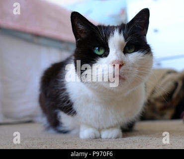 Low level view of adult black and white cat crouched on carpeted floor. Stock Photo