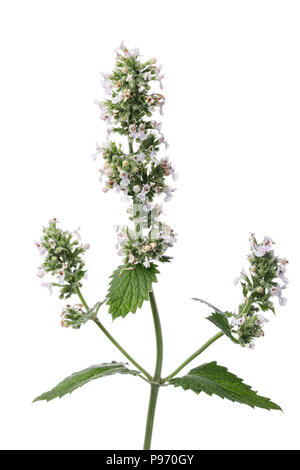 Branch blossoming lemon balm isolated on white background Stock Photo