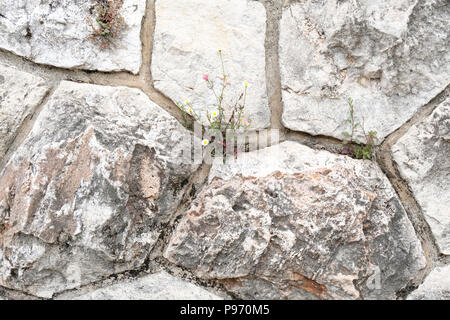 Nice, France. Tiny wildflowers growing out of a crack in a stone wall. Stock Photo