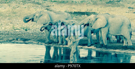 Family five elephants at waterhole all with trunks curled into mouthsin retro style image in Etosha National Park, Namibia Stock Photo