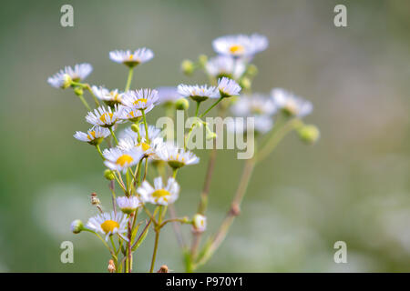 Close-up isolated bouquet tender beautiful wild white daises lit by morning sun growing on high stems in field or garden on blurred foggy soft green b Stock Photo