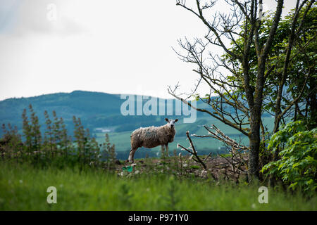 sheep in a feild with hills in background Stock Photo