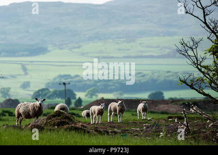 sheep in a feild with hills in background Stock Photo