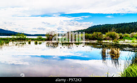 Ducks on Peter Hope Lake in the Shuswap Highlands along Highway 5A in British Columbia, Canada with the sky reflection on the smooth water surface Stock Photo