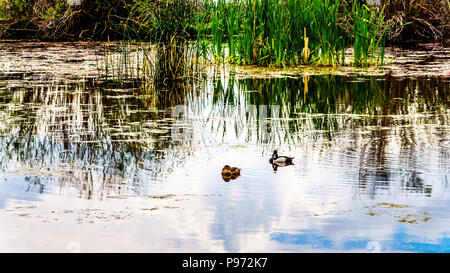 Ducks on Peter Hope Lake in the Shuswap Highlands along Highway 5A in beautiful British Columbia, Canada with the sky reflection on the smooth surface Stock Photo