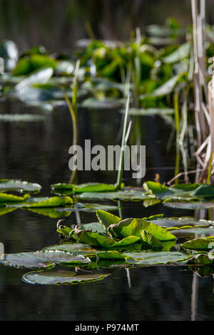 Water lilies floating in a pond with Alaskan evening sun highlighting the edges of the plant. Stock Photo