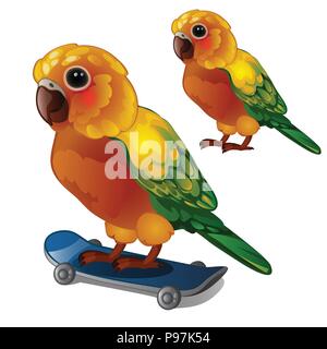 Colorful Sun Conure Parrot rides his skateboard. Tropical tamed bird is isolated on a white background. Animated vector illustration. Stock Vector