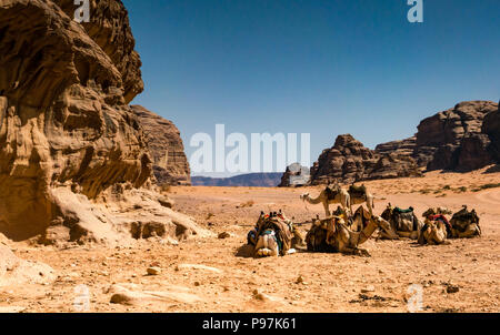 Camels resting in hot sun, Wadi Rum desert valley, Jordan, Middle East Stock Photo