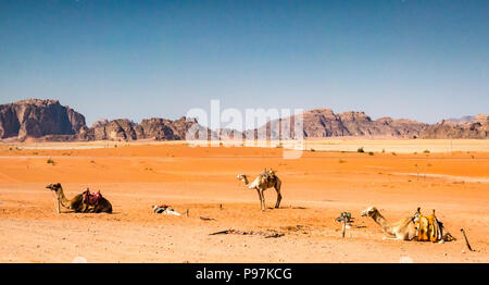 Camels resting in hot sun, Wadi Rum desert valley, Jordan, Middle East Stock Photo