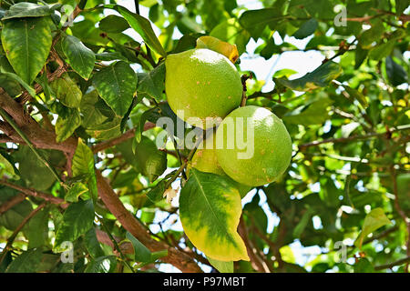Green lemons hanging on branch from citrus tree, low deep of field Stock Photo