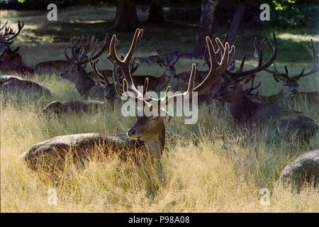 London, UK. 16th July 2018. UK Weather: A herd of stags lies in the shade in RIchmond Park during a heatwave in England. Credit: On Sight Photographic/Alamy Live News Stock Photo